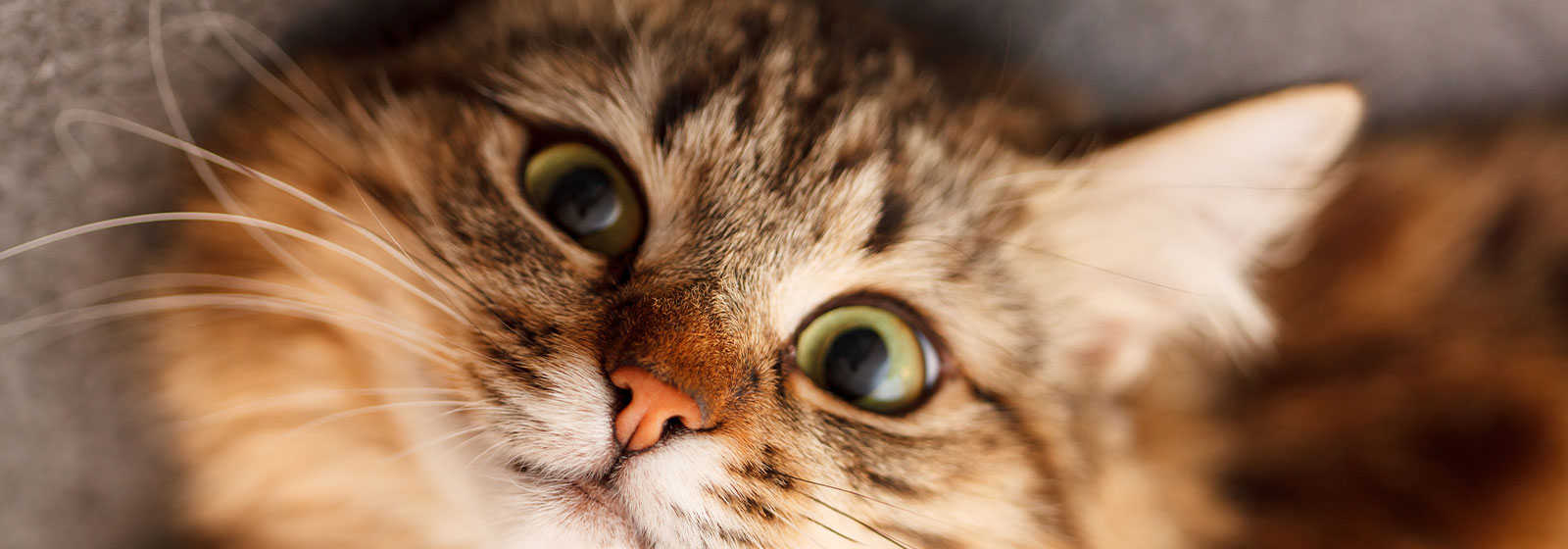 Cat Adoptions - Berea Animal Rescue
